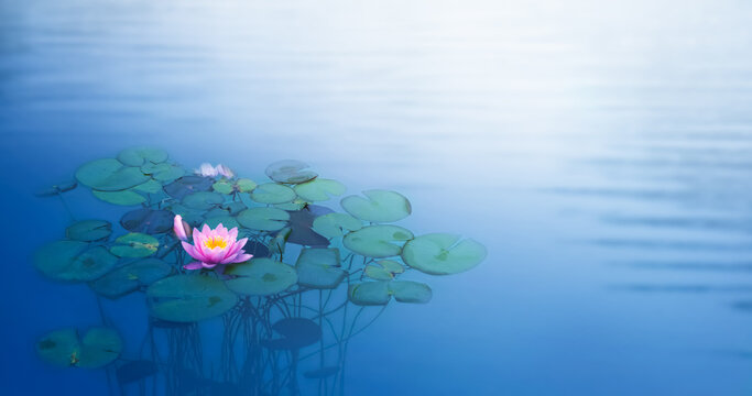 bl&uuml;hende seerose im wasser