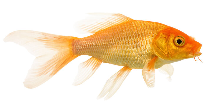  Goldfish on White