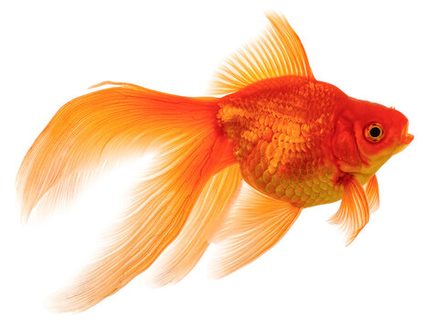  Goldfish on White