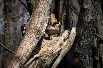 Canada Goose building a nest in a tree in springtime