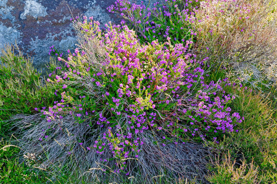 Close up of purple Bell Heather plant growing in shade