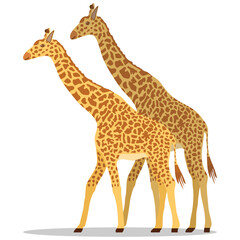 Giraffe, two giraffes isolated on white background. Vector illustration.