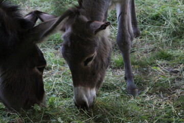 donkey and foal