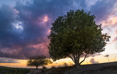 Beautiful landscape with amazing purple sunset clouds and the terebinth trees on Tel Azekah hill,...