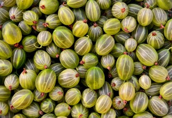 Stachelbeeren geerntet