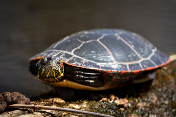 Painted Turtle sunbathing on a floating log