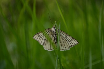 white butterfly on grass