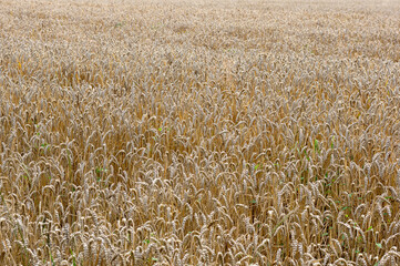 Field with ears of wheat