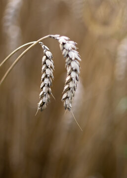Field with ears of wheat in detail