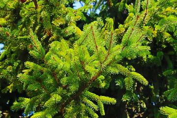 fondo natural con hojas verdes y plantas de montaña