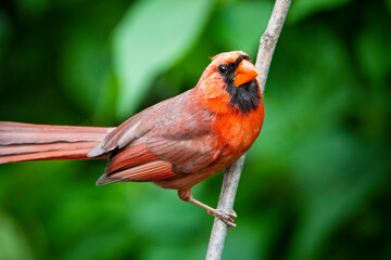 Perched male Northern Cardinal in a park