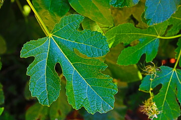 fondo natural con hojas verdes en verano