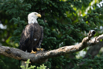 Bald eagle perched high in a tree over a lake in a national park