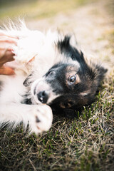 Obraz premium shaggy dog lies on the grass and lovingly looks at the person. walk in the street 