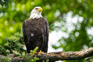 Poster Bald eagle perched high in a tree over a lake in a national park © RLS Photo
