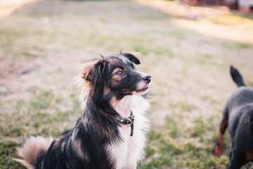 spotted long-haired mongrel dog for a walk in summer