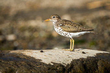 Spotted Sandpiper foraging for food by the St.Lawrence River