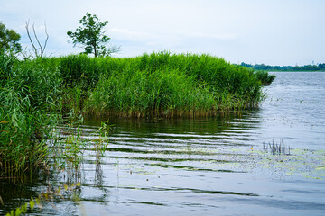 Obraz premium a lake with calm water overgrown with wild bulrushes against a blue sky