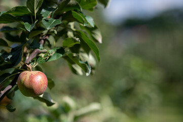 Close up of a apple tree near Jork, Germany.