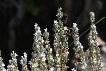wild flowers in spring
