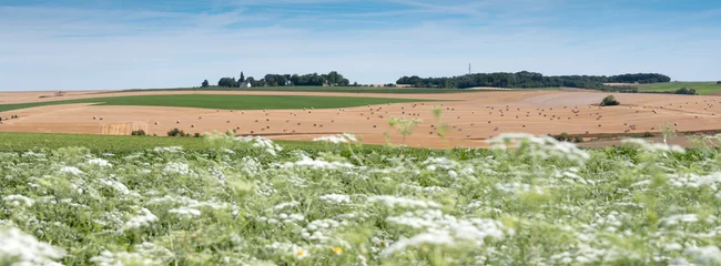 Foto op Plexiglas landelijk landschap met huis in het noorden van frankrijk in de buurt van valenciennes © ahavelaar
