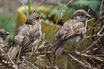 Indian Sparrows sitting on the bunch 
