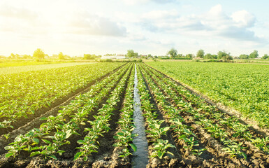 Plantation of young eggplant seedlings is watered through irrigation canals. European farm, farming. Caring for plants, growing food. Agronomy. Agriculture and agribusiness. Rural countryside