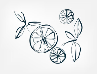 citrus slice vector one line art isolated illustration