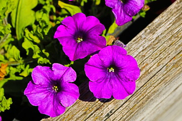 fondo naturaleza con flores naturales de vivos colores