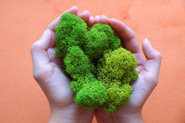 Naklejka na ściany i meble green stabilized moss in children's hands as a symbol of purity
