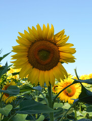 closup of sunflowers, blue sky, intense colours, summer, concept of openness, warmth, fullness