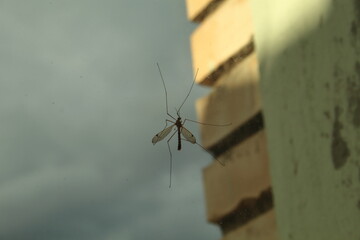 Insecto