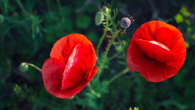 Slany, Czech Republic - 27.05.2020: scarlet poppies in the green grass