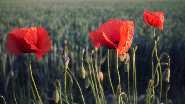 Slany, Czech Republic - 27.05.2020: scarlet poppies in the green grass