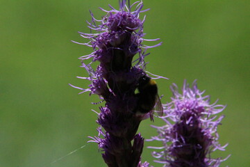 bee on thistle
