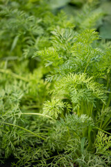 Carrots in the garden