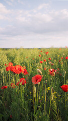Slany, Czech Republic - 27.05.2020: scarlet poppies in the green grass