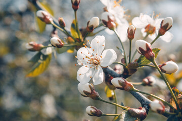 White flowers of apple tree