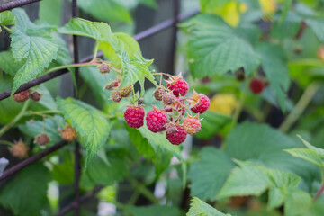 Red ripe raspberries grow on a branch