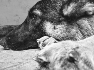 black and white dog