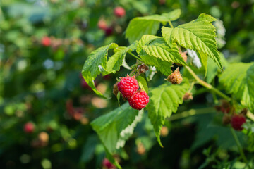 Red ripe raspberries grow on a branch