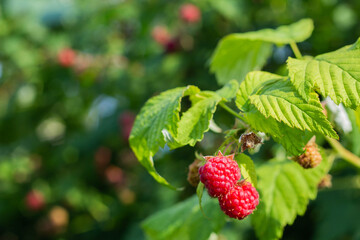 Red ripe raspberries grow on a branch