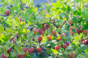 Gooseberry branch with berries in garden © PAVEL GERASIMENKO