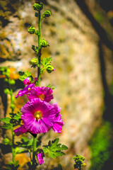 purple flower vertical colorful background malva alcea