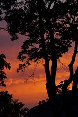 beautiful sunset with a orange sky and a silhouette of a maple tree