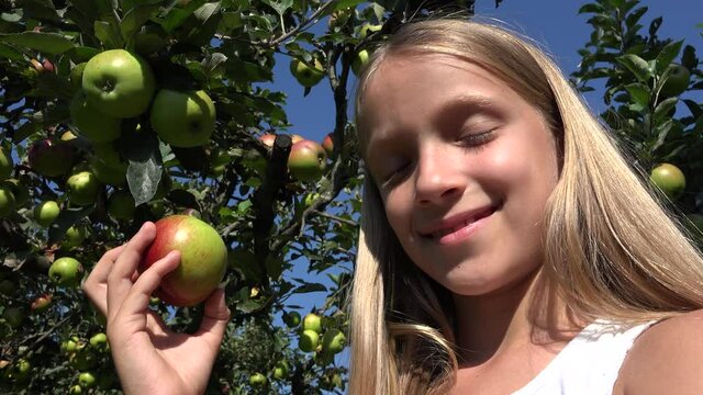 Kid Eating Apple, Child in Orchard, Kid Tasting Fruits in Tree, Farmer Girl at Village at Countryside
