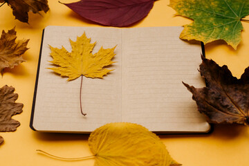 Autumn leaves of maple, oak, Notepad on a yellow background. Concept of autumn. Copy space.
