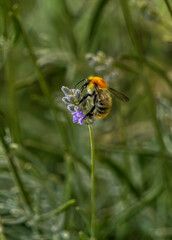 bee on flower
