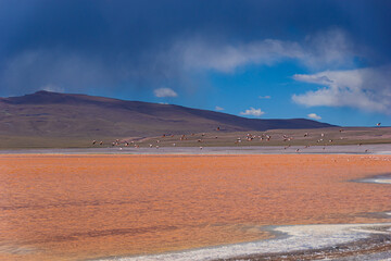 Atacama Desert - Chile