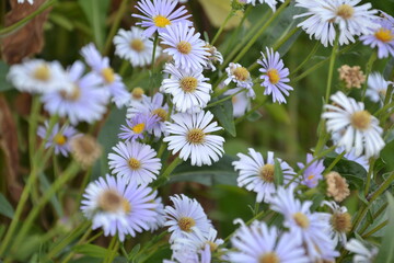 Fototapeta premium Camomile Aster